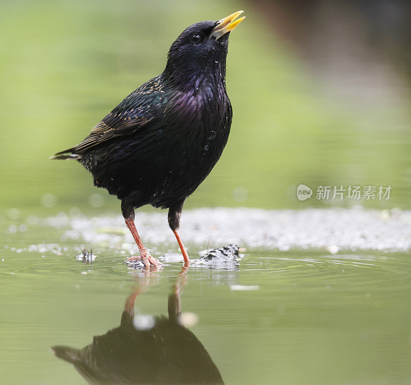 普通椋鸟(Sturnus vulgaris)